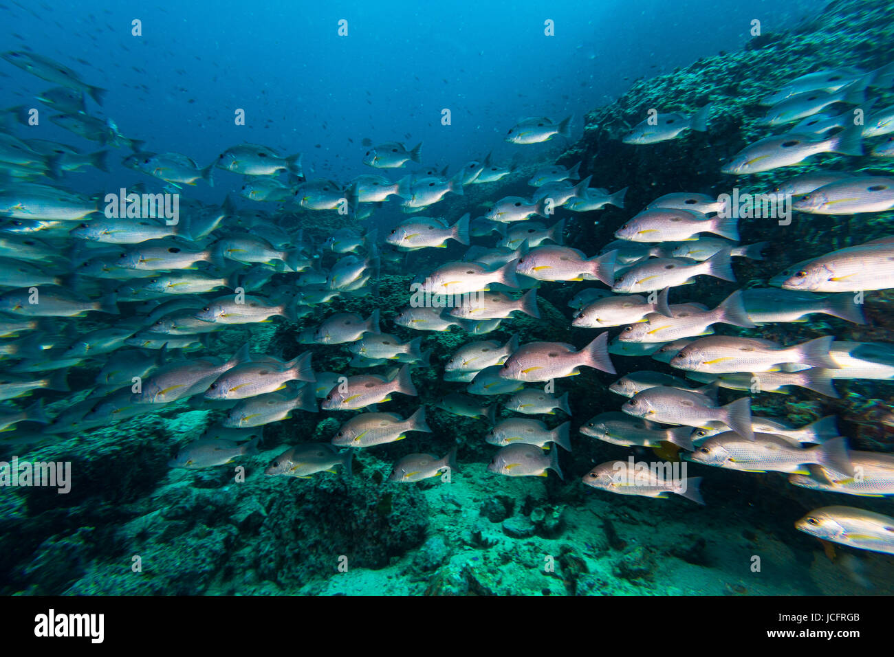 School of Russell's snapper (Lutjanus russellii) fish in the blue sea ...