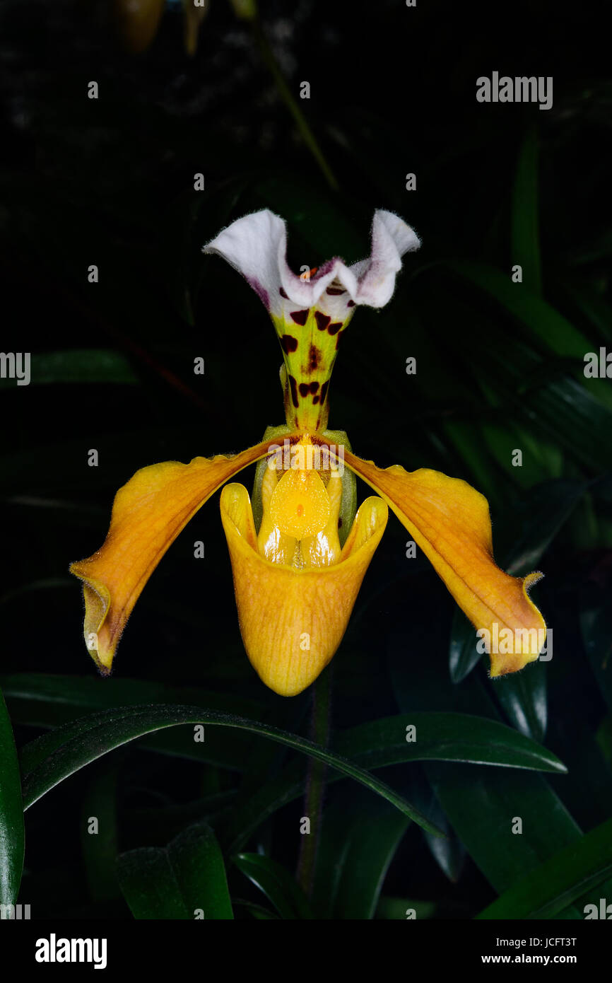 Close up orchid Paphiopedilum gratrixianum (Mast.) Guillaumin in habitat at  Doi Inthanon National Park, Thailand. Stock Photo