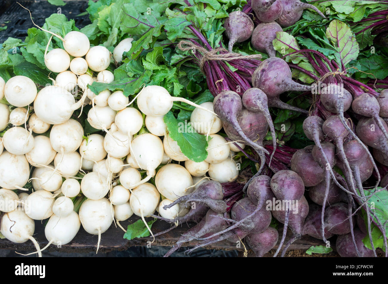 Root vegetables: turnips and radishes Stock Photo