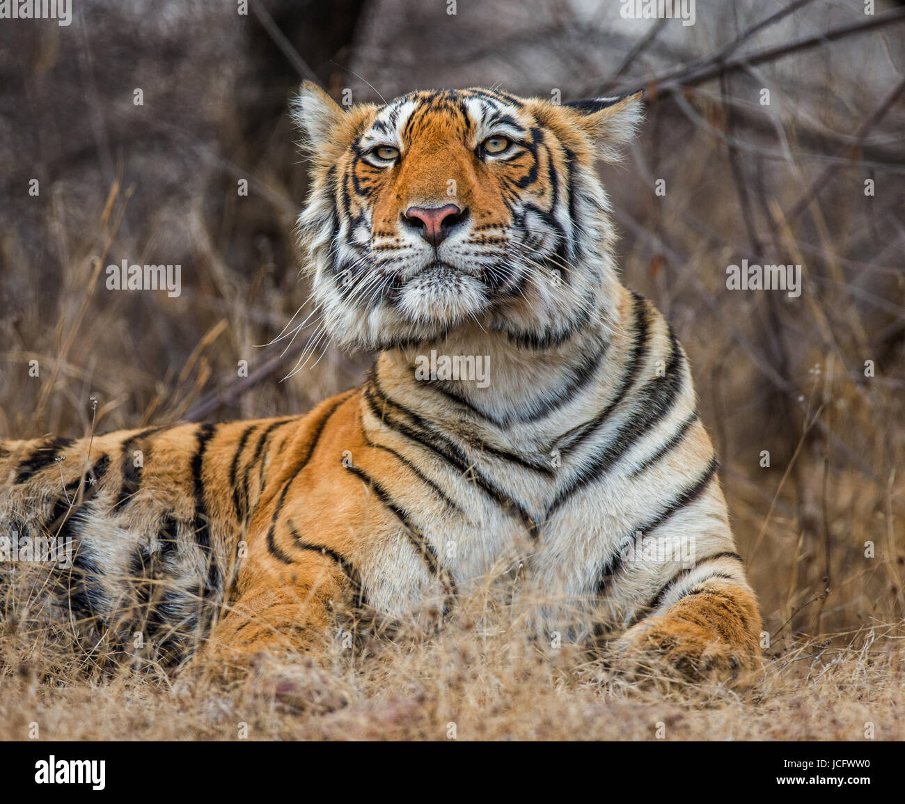 Portrait Of A Bengal Tiger Ranthambore National Park India Stock 