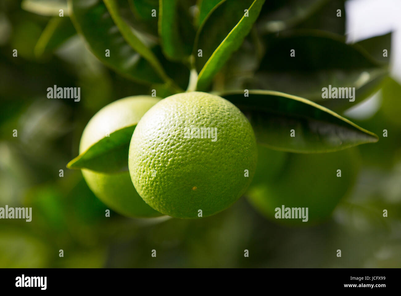 Orange tree with fruits ripen in the garden Stock Photo Alamy