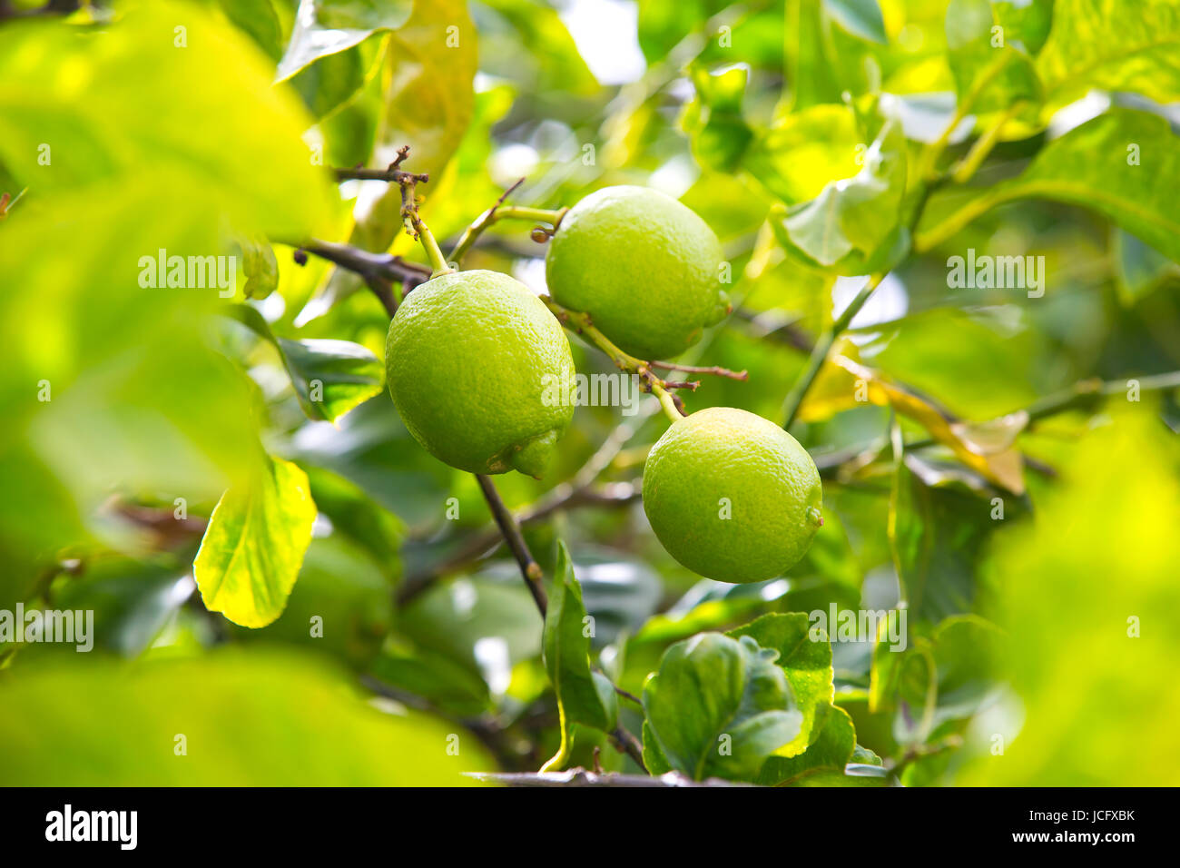 Ripening fruits lemon tree close up shot Stock Photo - Alamy