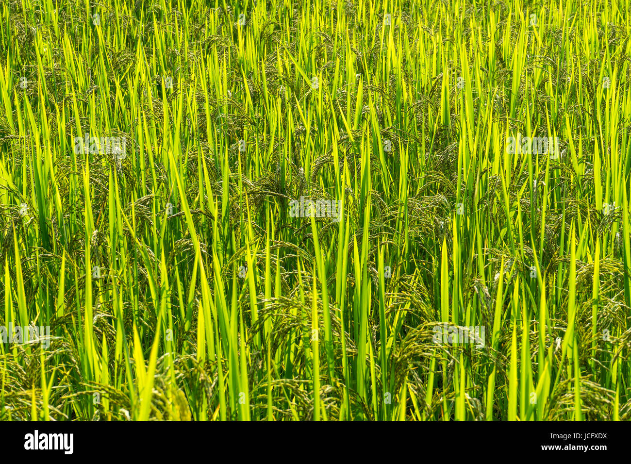 Closed up ear of rice in rice farm in rural of Thailand Stock Photo - Alamy