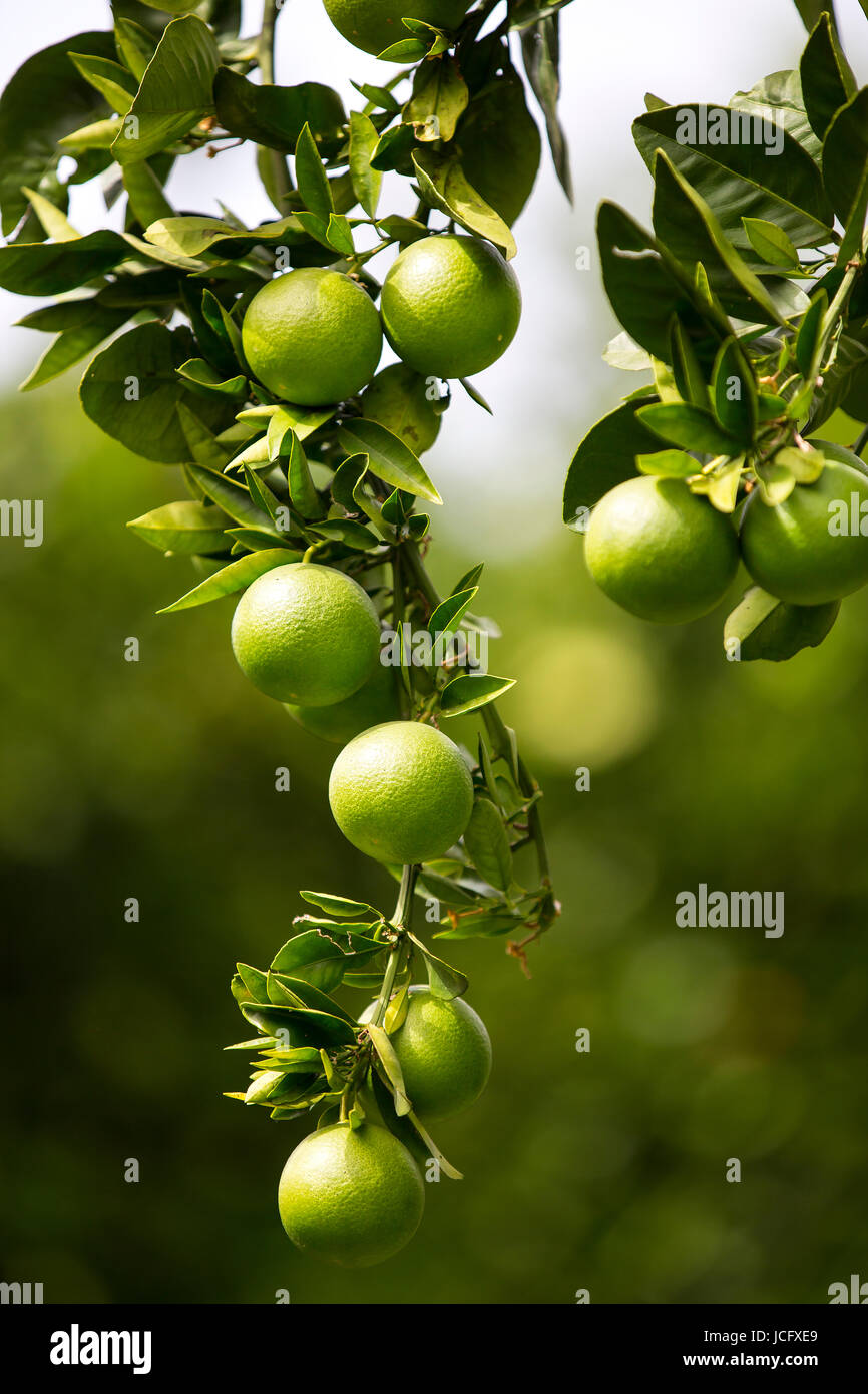 Orange tree with fruits ripen in the garden Stock Photo Alamy