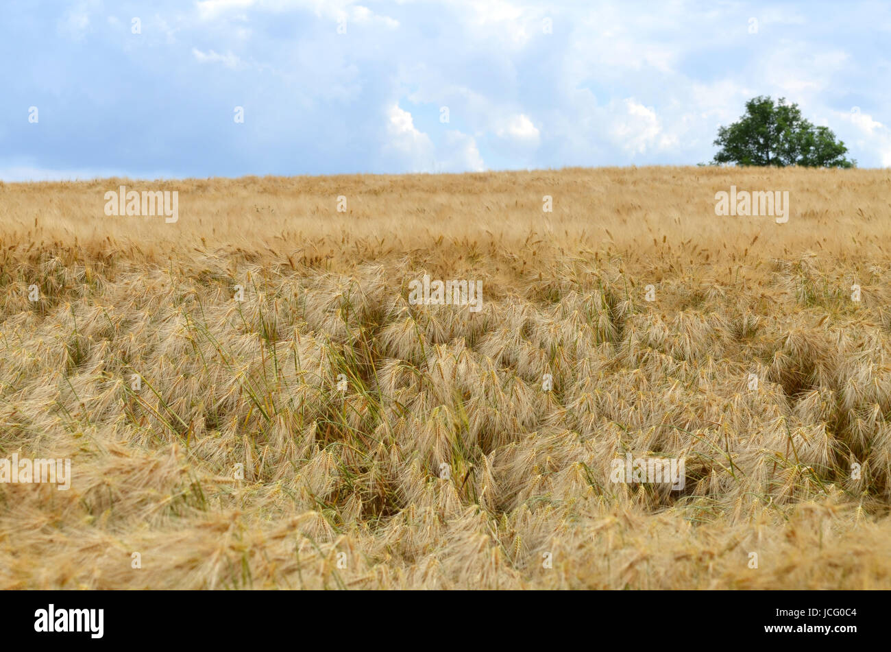 barley Stock Photo