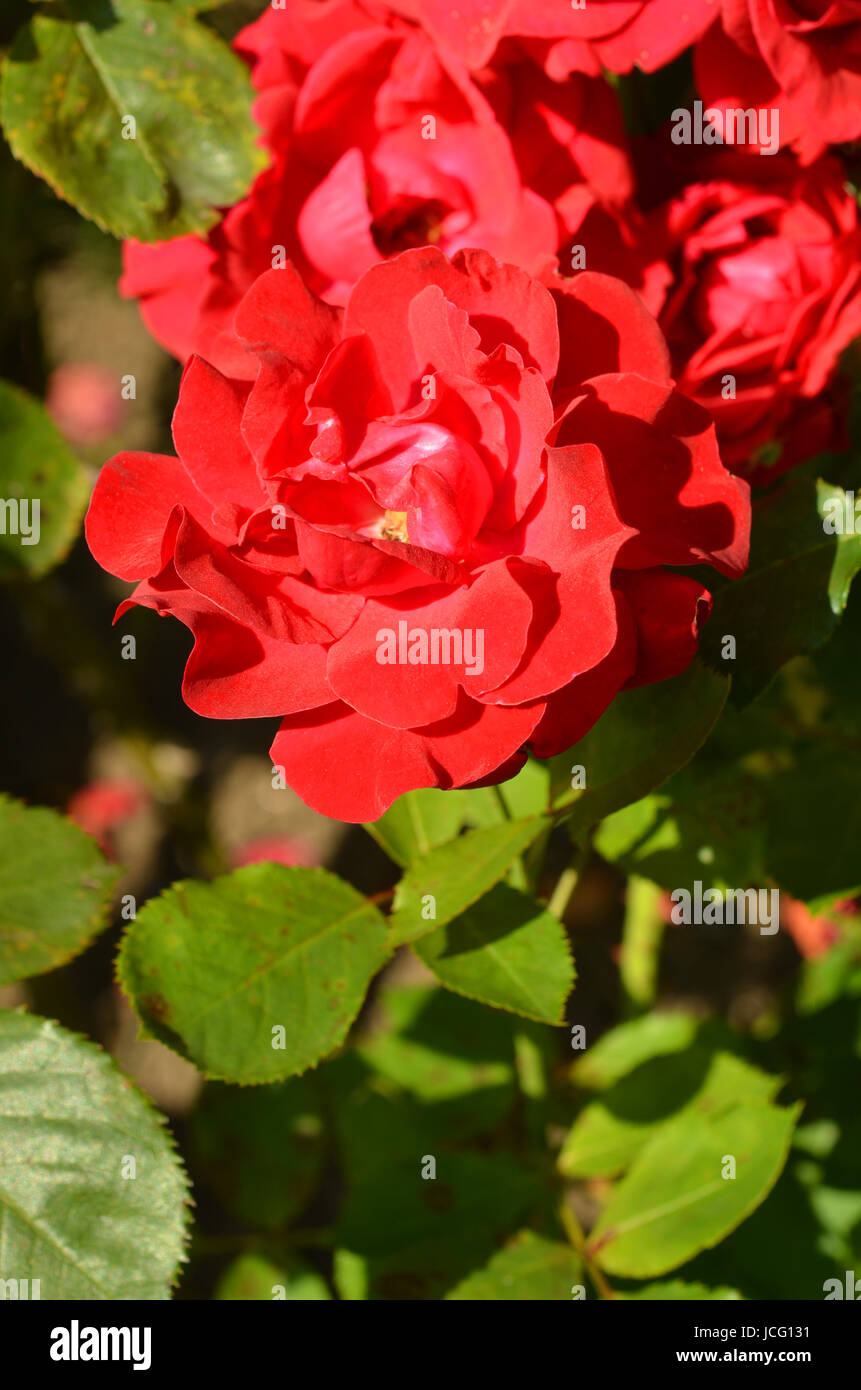 Bodendecker rose hires stock photography and images Alamy