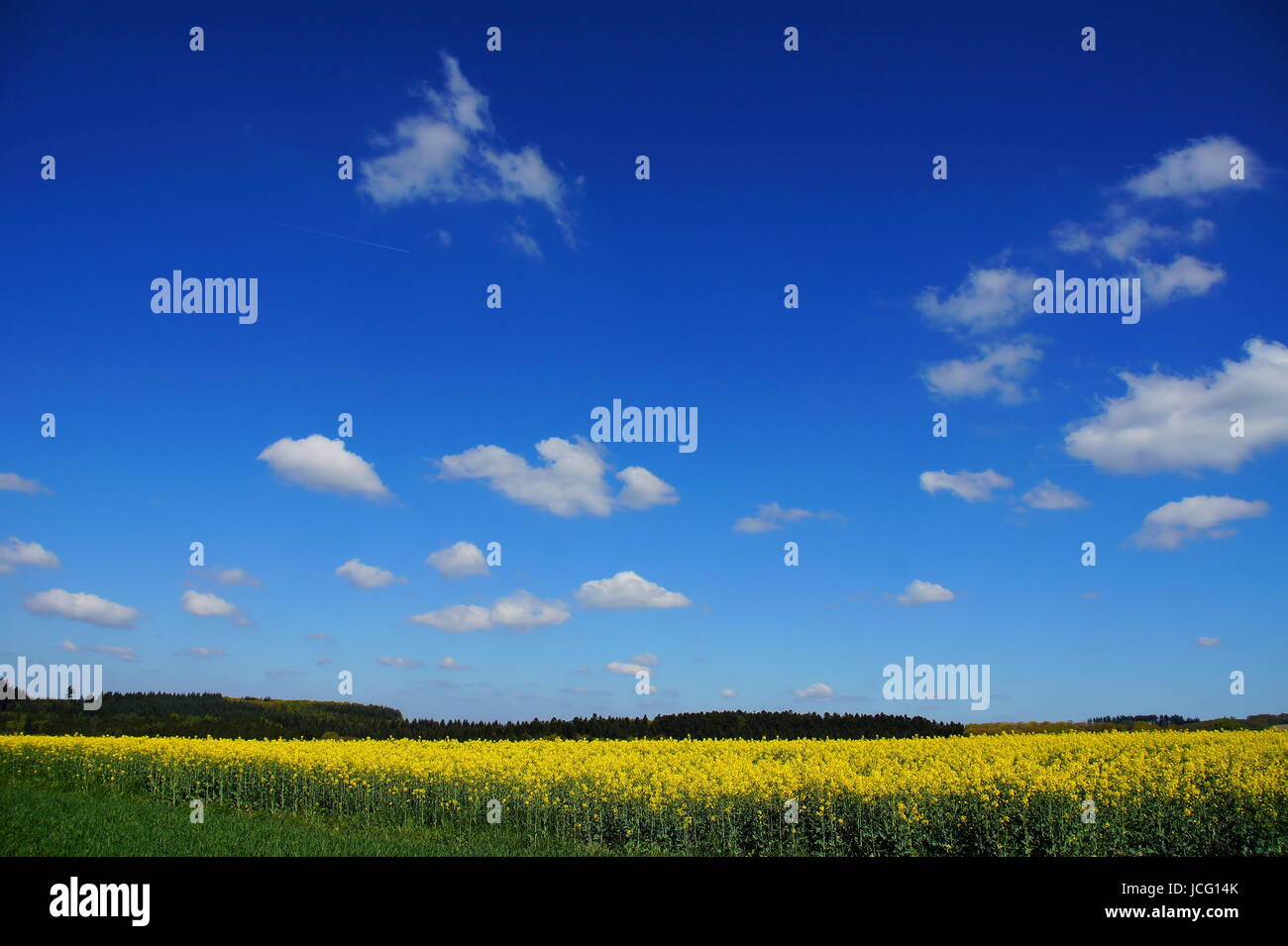blauer leicht bewölkter Himmel über blühendem gelbem Rapsfeld Stock Photo