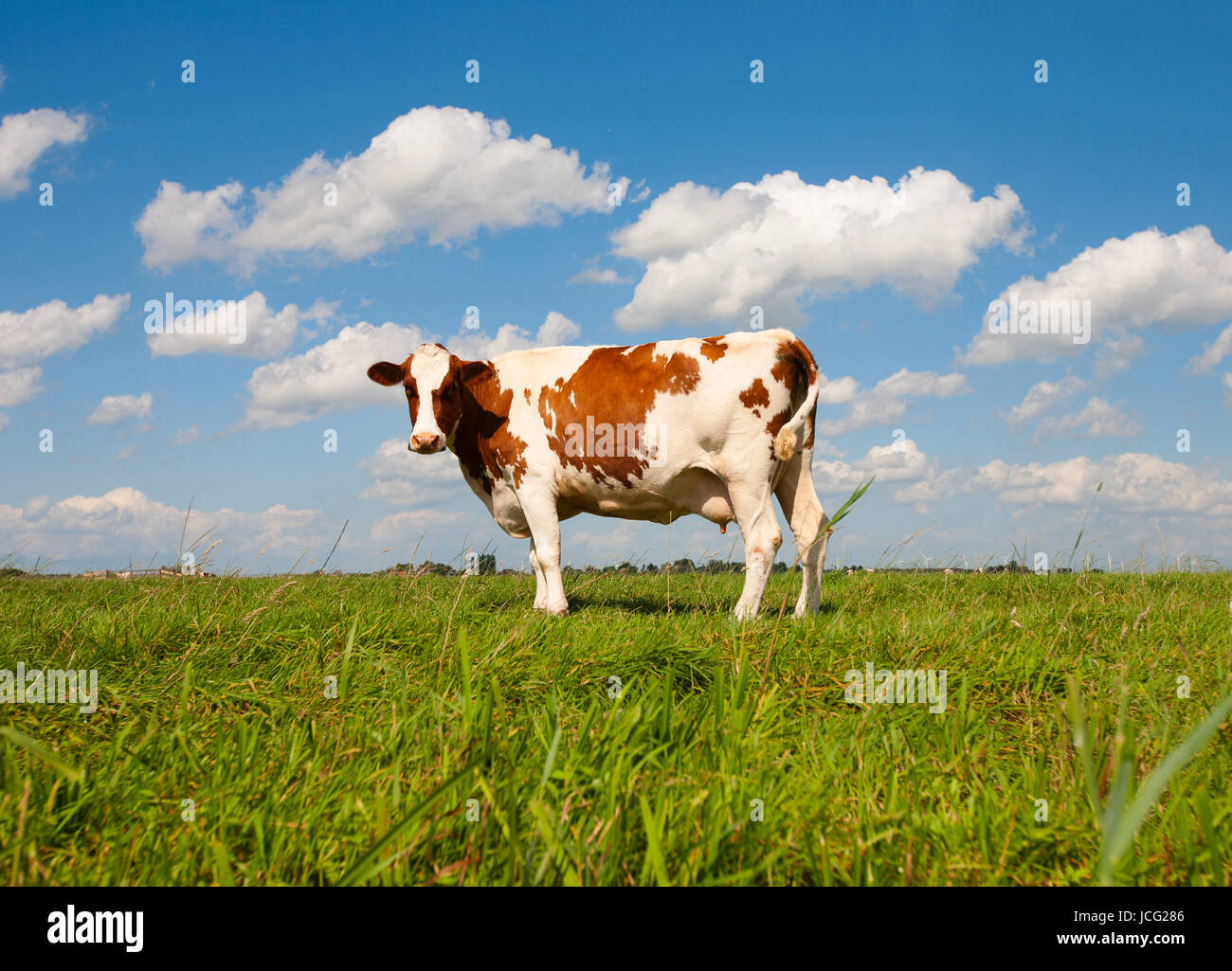 Dutch Cow In The Meadow Stock Photo Alamy