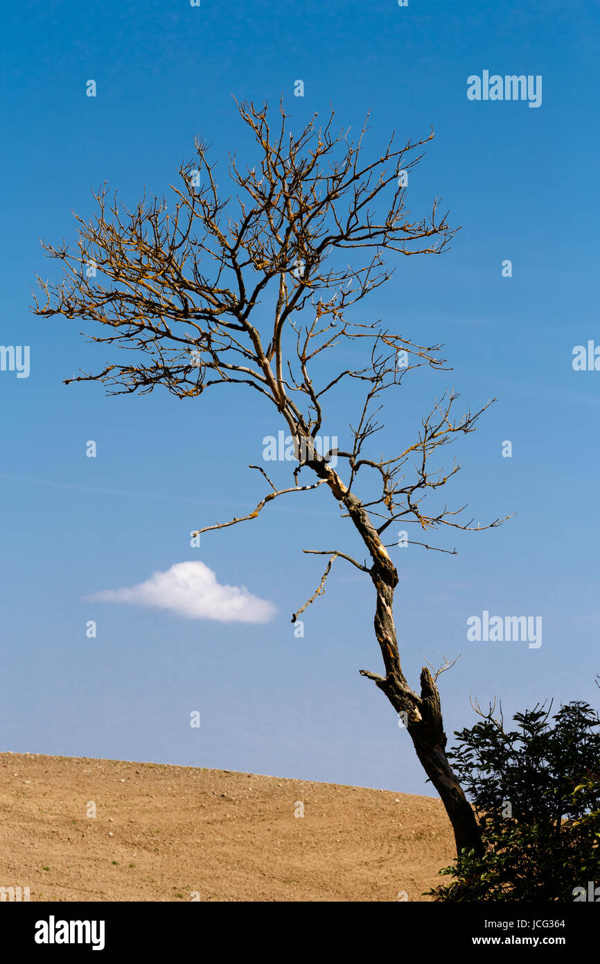 Nice autumn landscape with trees and blue sky Stock Photo - Alamy