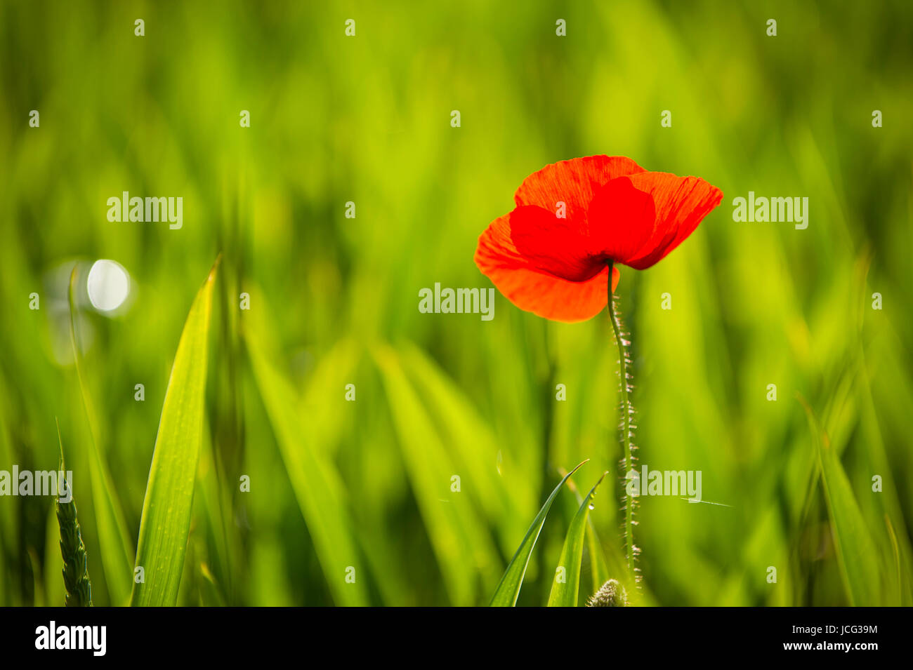 Mohnblume garten hires stock photography and images Alamy
