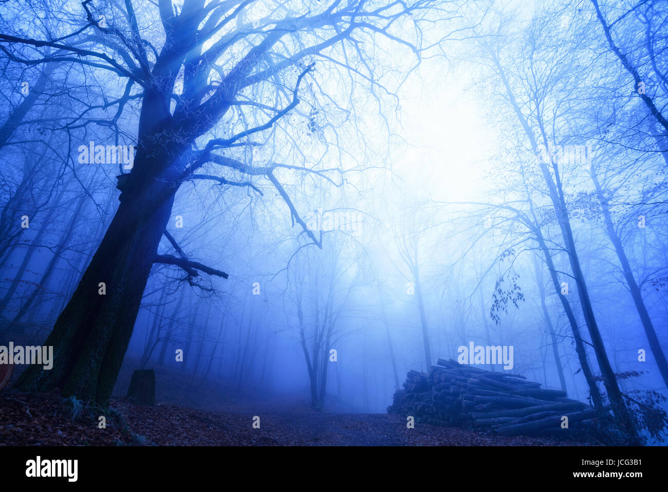 Blaue Nebelstimmung in einem kahlen Buchenwald bei Dämmerung Stock Photo