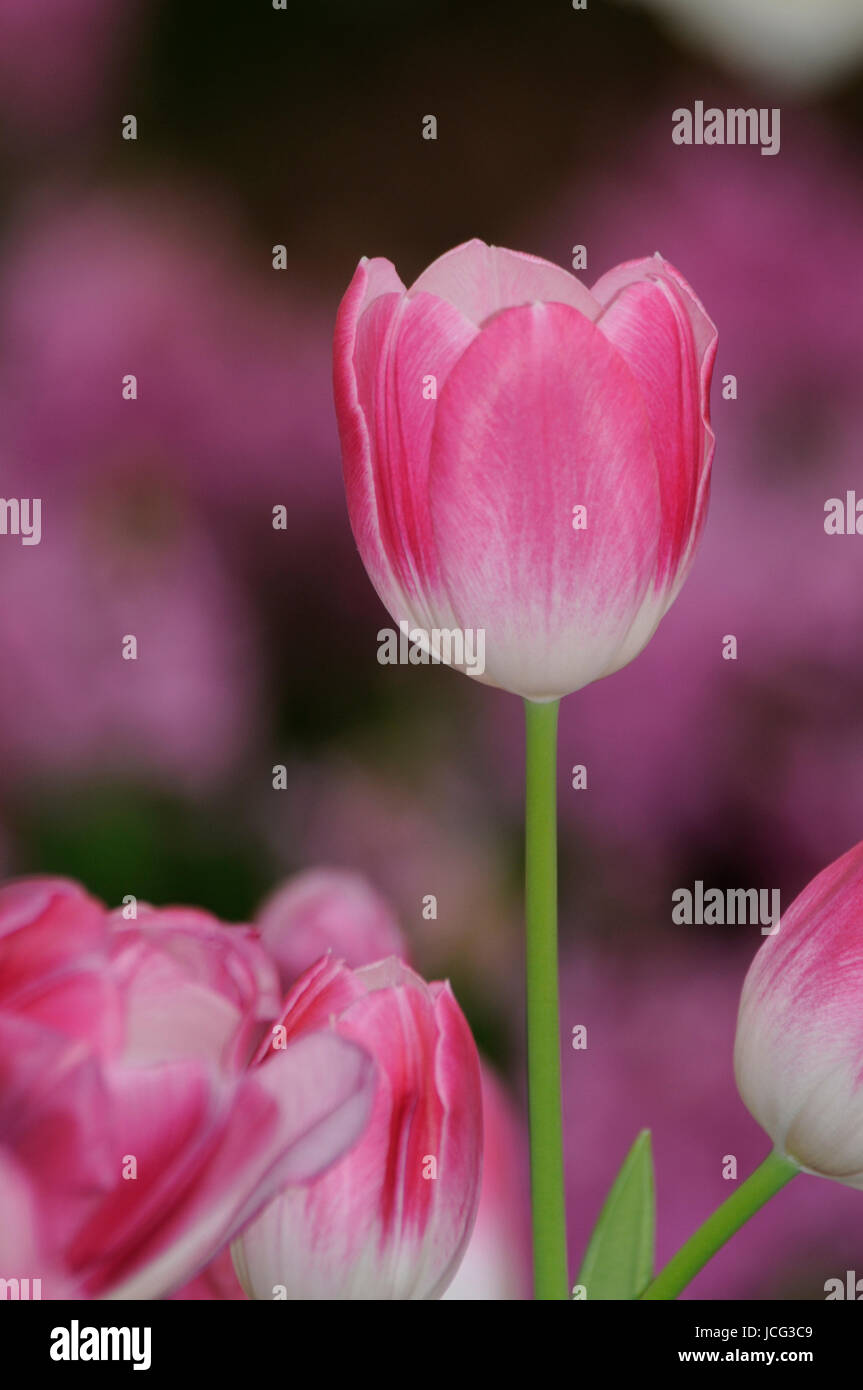 Tulpen Tulpe Tulpenwiese Blume Blumen Pink Rosa Blumenwiese Stock Photo Alamy