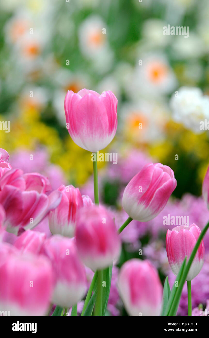 Tulpen Tulpe Tulpenwiese Blume Blumen Pink Rosa Blumenwiese Stock Photo Alamy