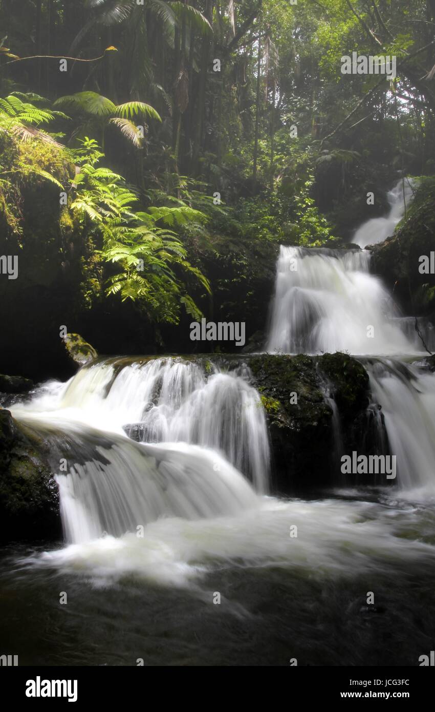 Tropical rain forest hilo hi-res stock photography and images - Alamy