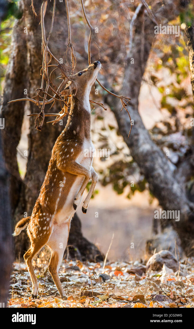 Deer on hind legs hires stock photography and images Alamy