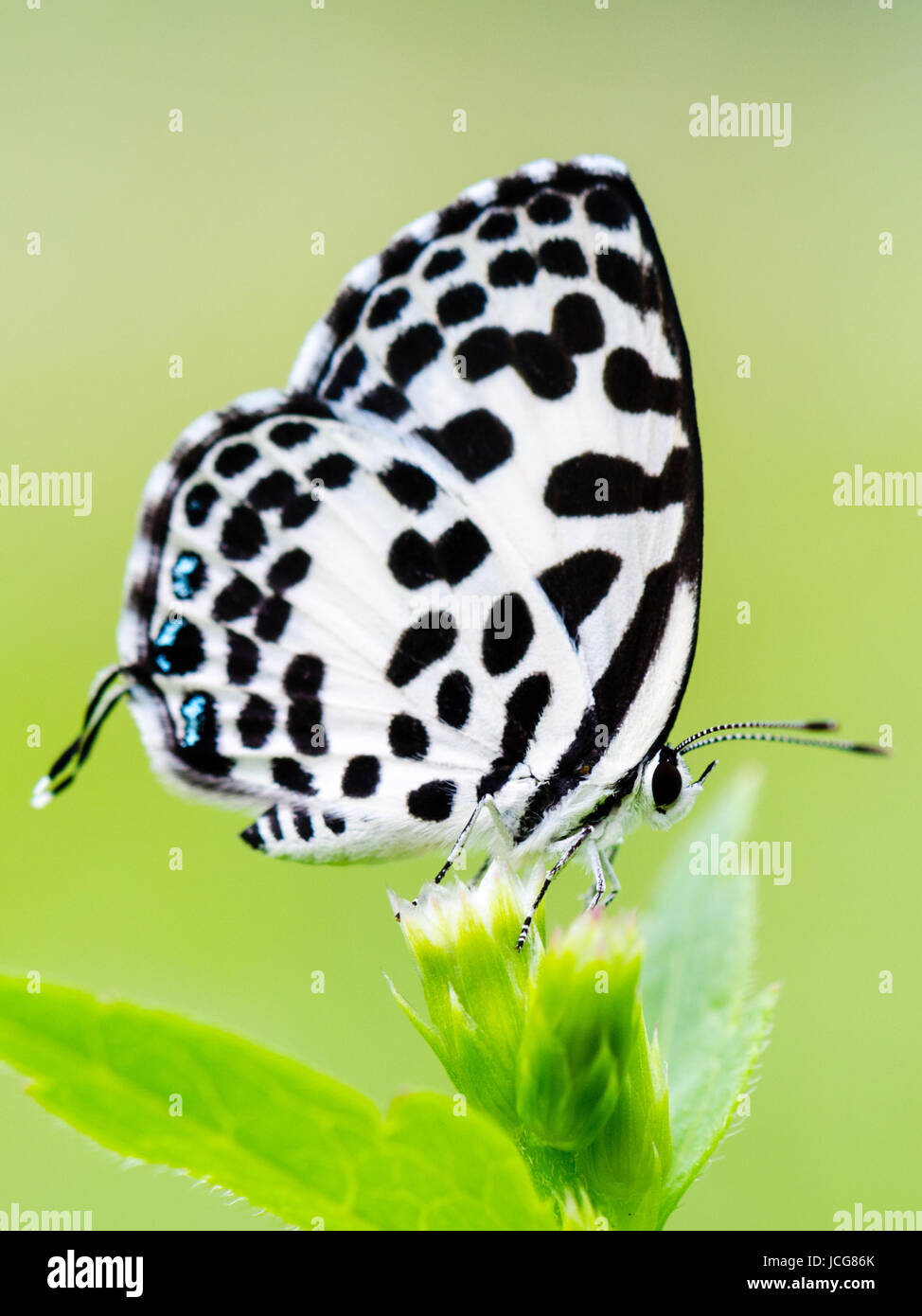 Close up small white butterfly with black spots on the flower of grass, Common Pierrot or Castalius rosimon Stock Photo