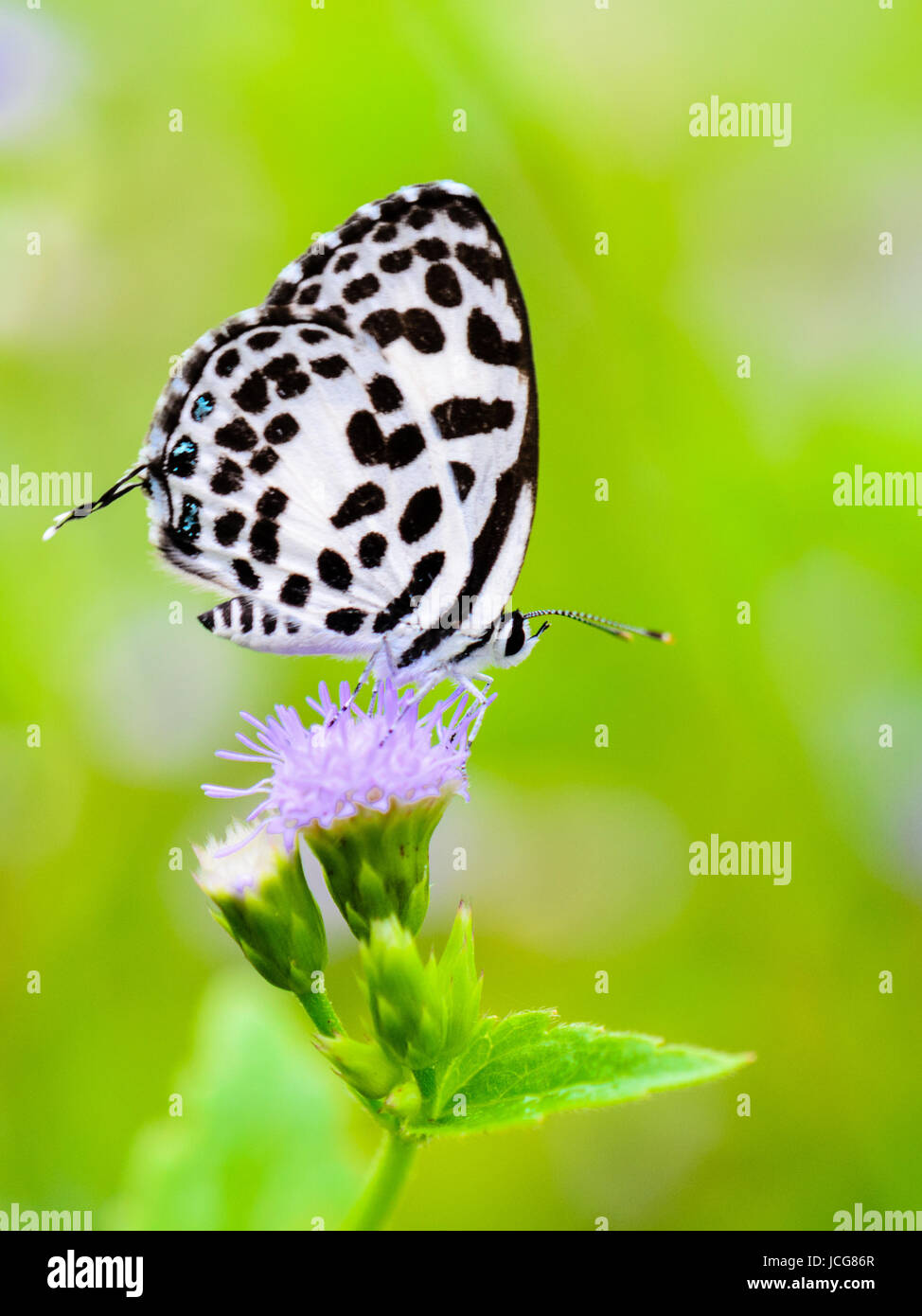 Close up small white butterfly with black spots on the flower of grass