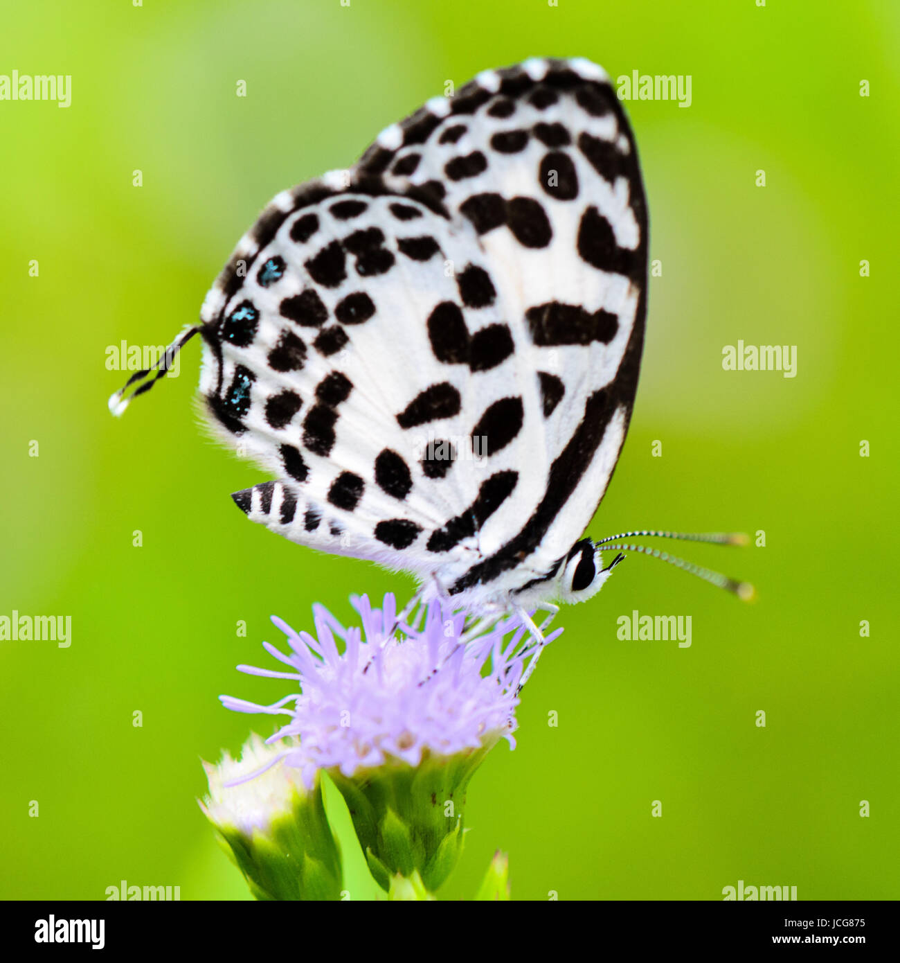 White Butterfly With Black Spots High Resolution Stock Photography And Images Alamy