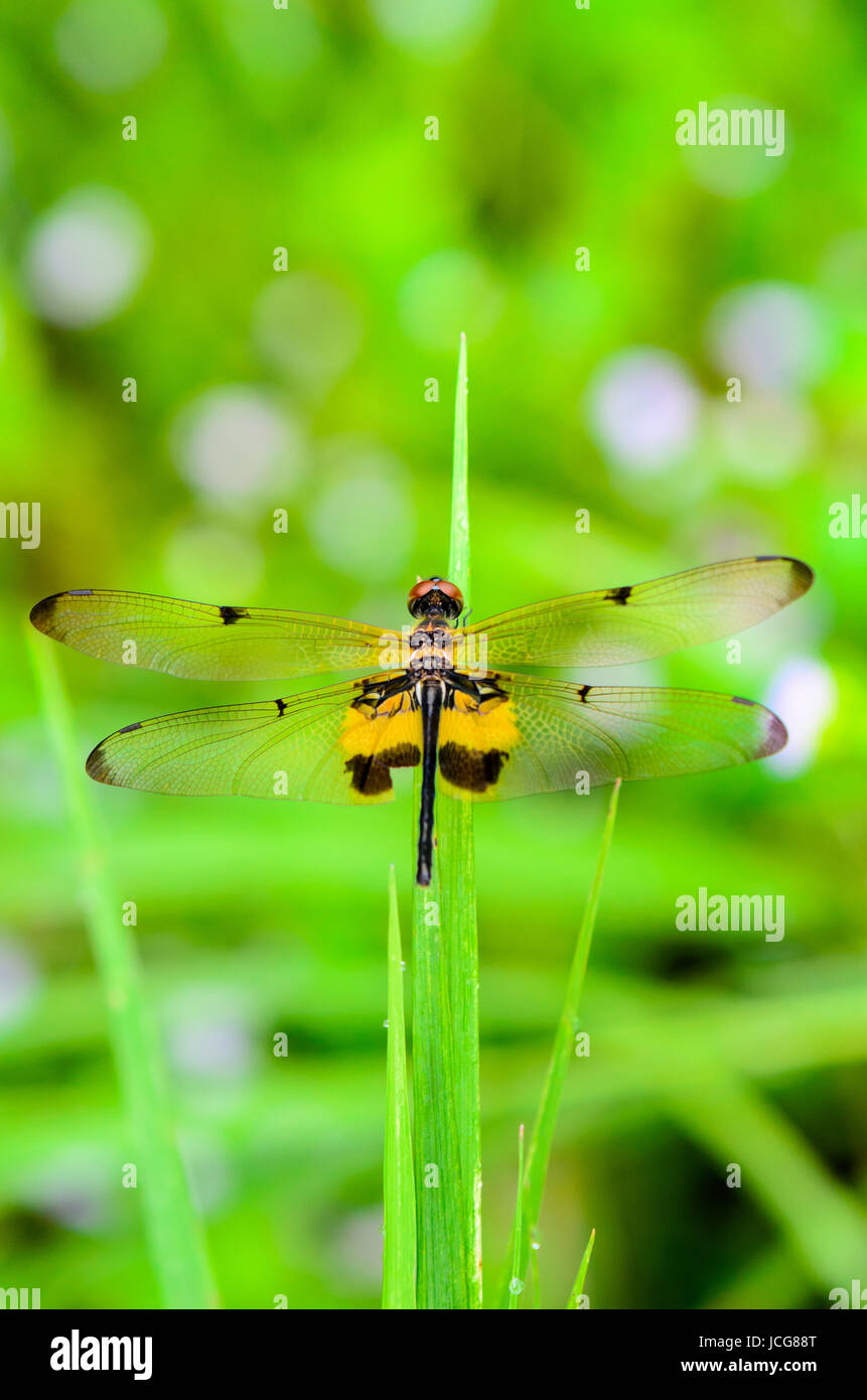 Dragonfly with black and yellow markings on its wings resting on a leaf ...