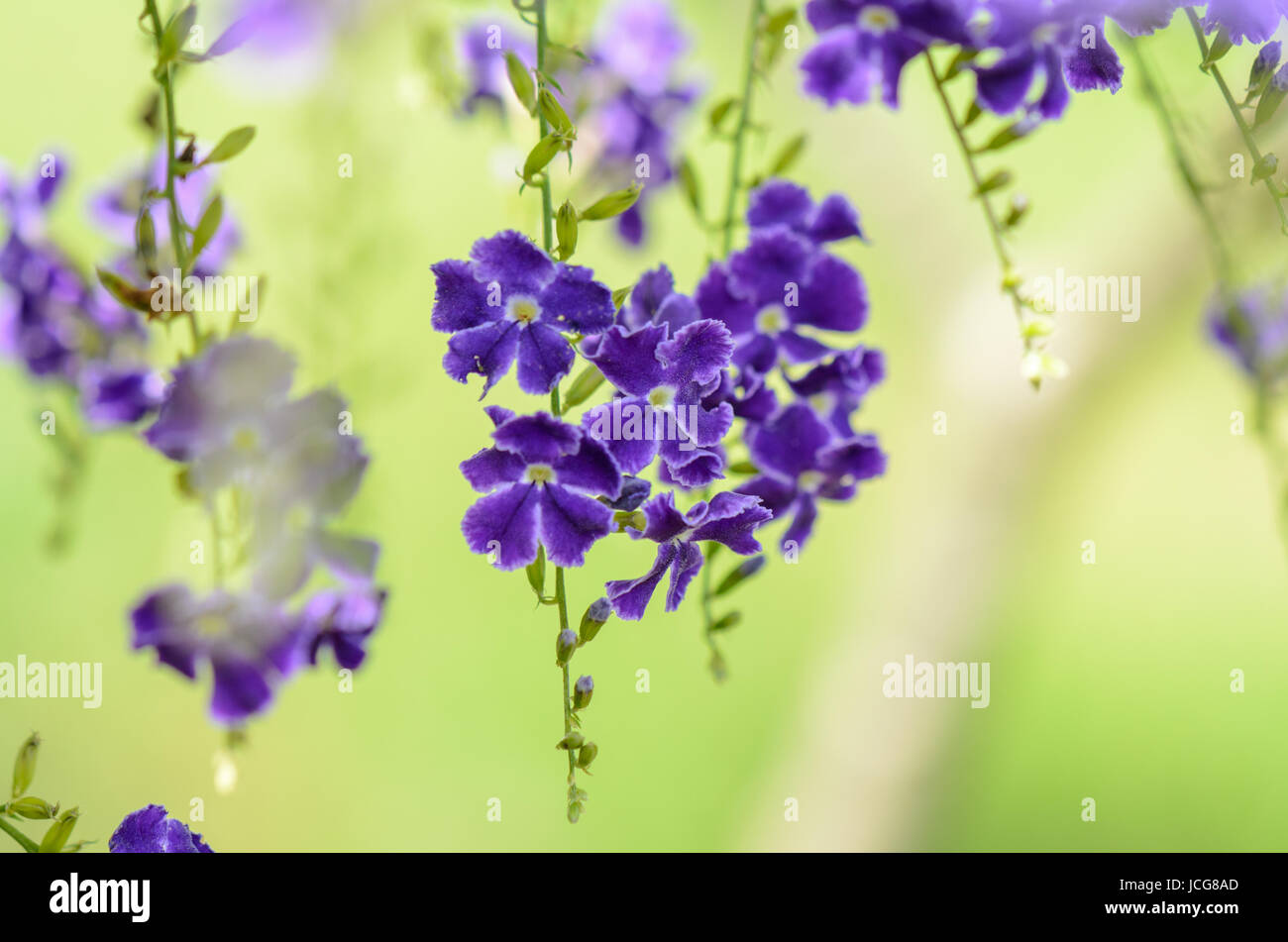 Golden Dew Drop, Pigeon Berry, Sky Flower ( Duranta erecta ), The