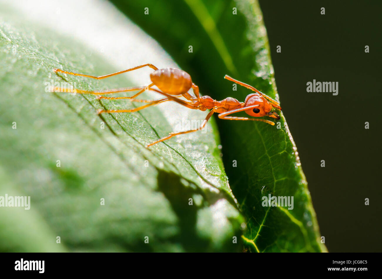 Weaver Ants or Green Ants (Oecophylla smaragdina) are working together