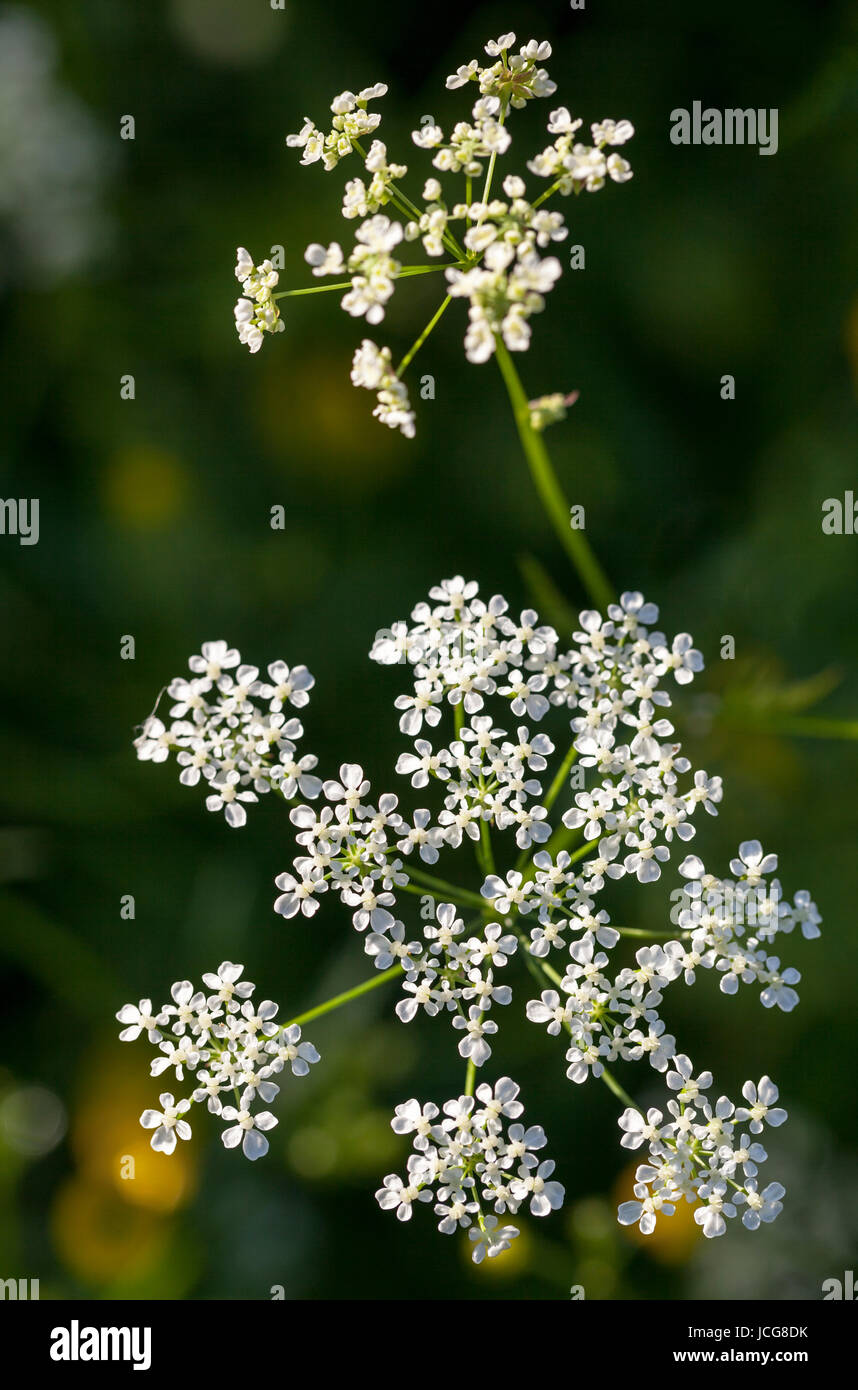 Cow parsley (Anthriscus siyvestris) Stock Photo