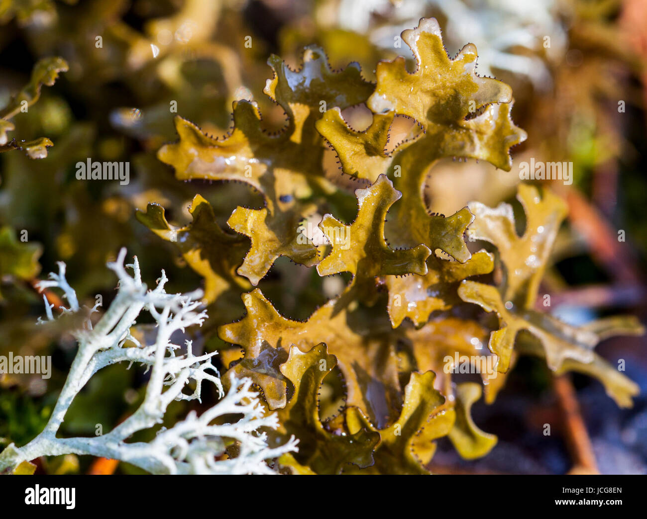 Iceland moss (Cetraria islandica) Stock Photo