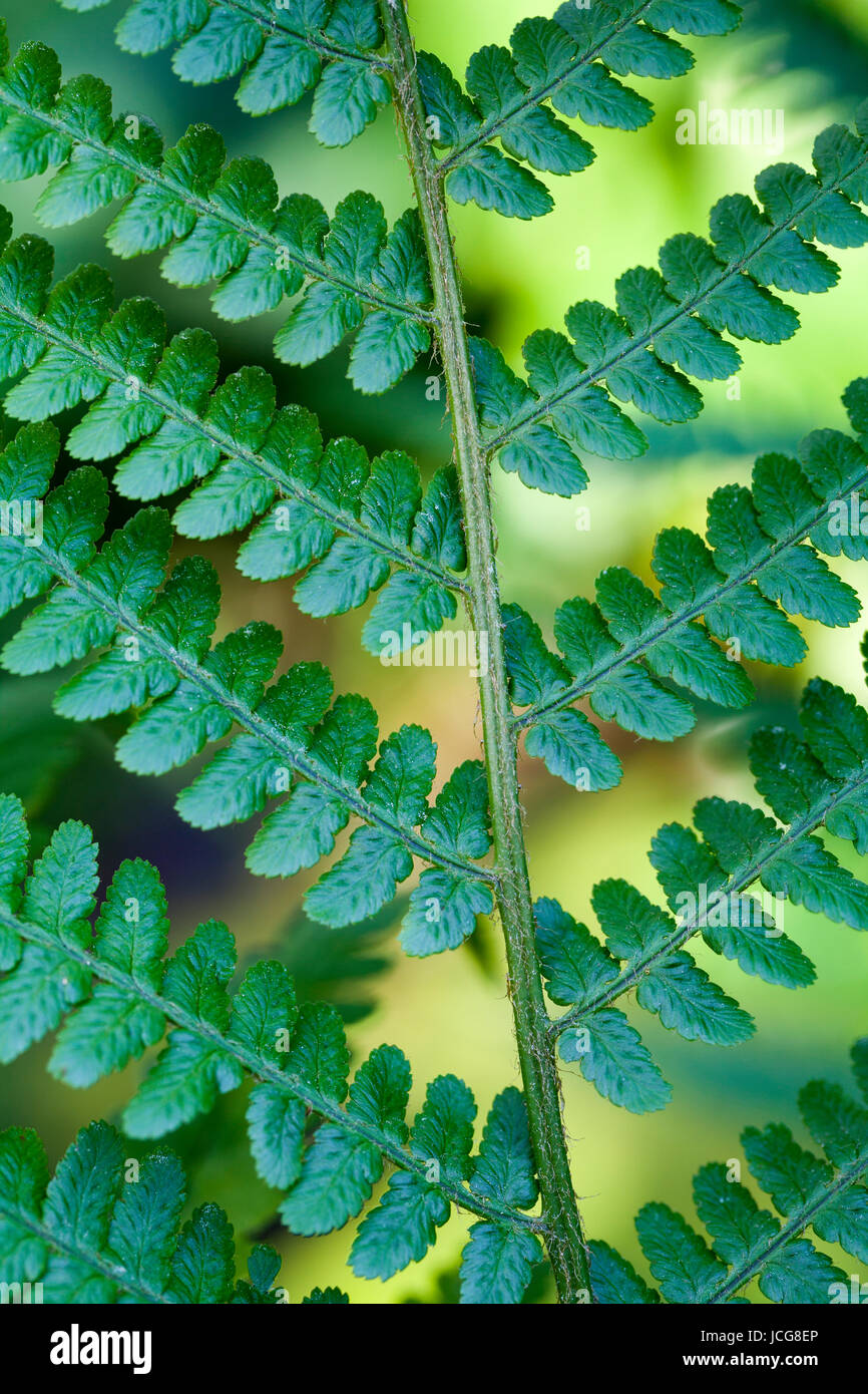 Malesian fern (Dryopteris  filix-mas) leaf Stock Photo