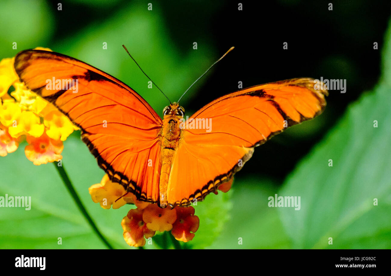 Insekten und insekten hi-res stock photography and images - Alamy