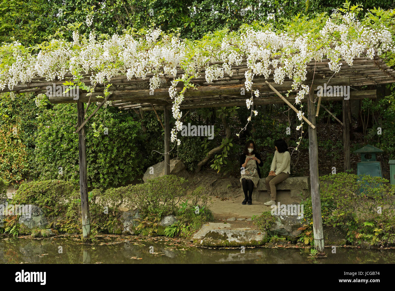 Kyoto Japan April 19th White Flowers Of Wisteria Growing On