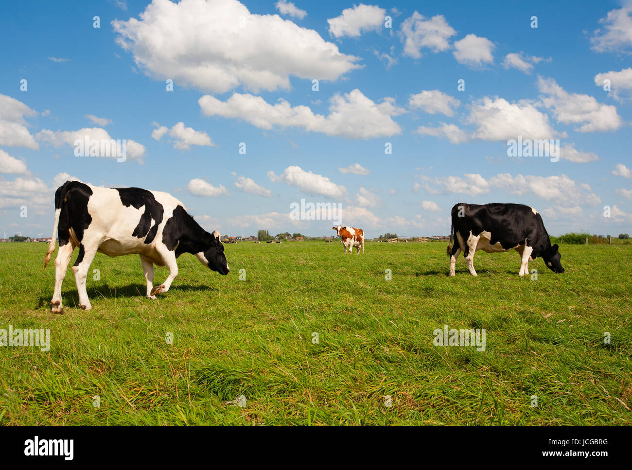 Dutch cows in the meadow Stock Photo - Alamy