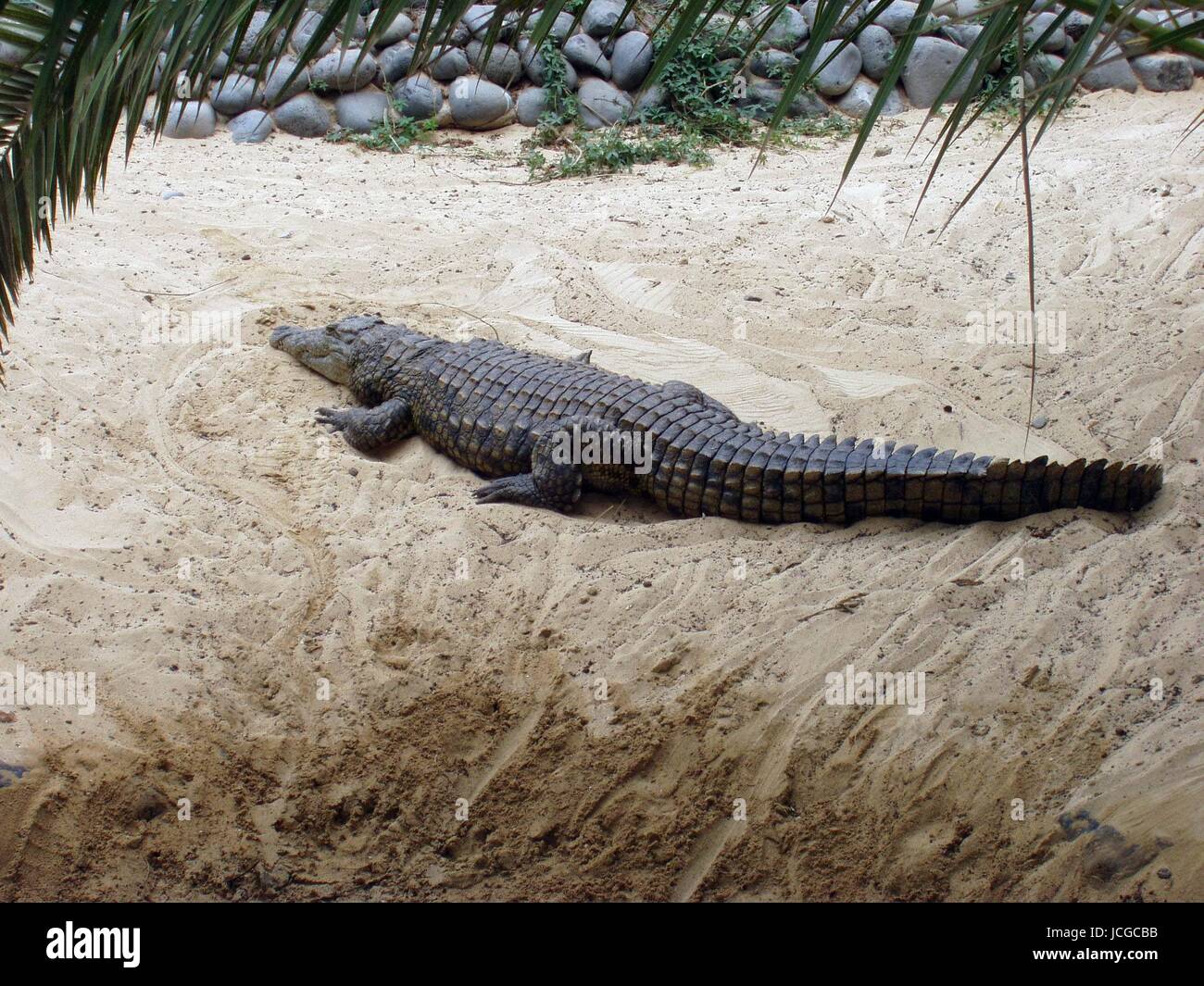aligator,krokodil,krokodile,amphibien,reptilien,tiere,tier Stock Photo