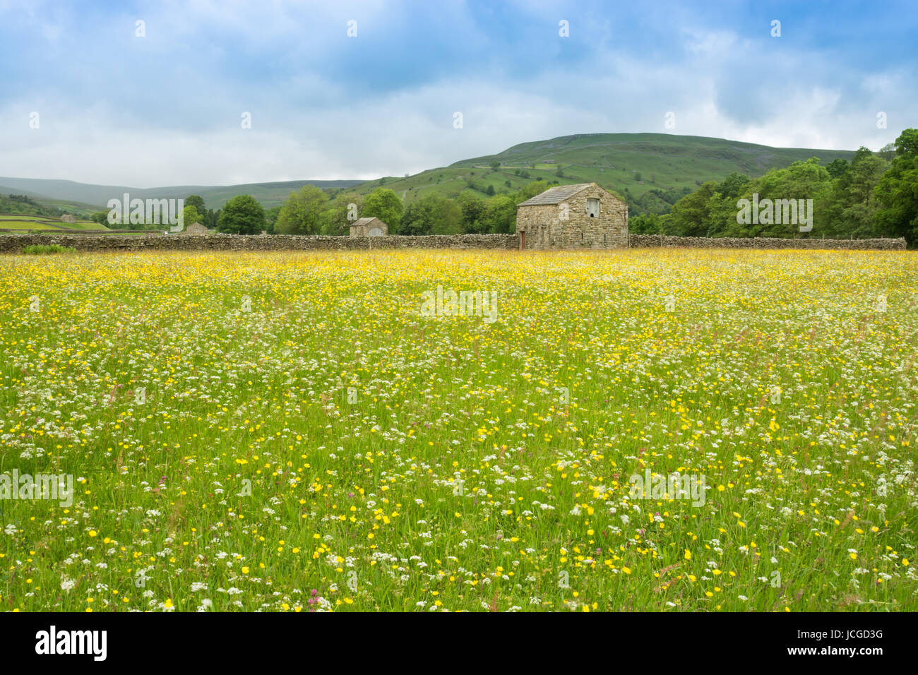 Wild flower meadows hi-res stock photography and images - Alamy