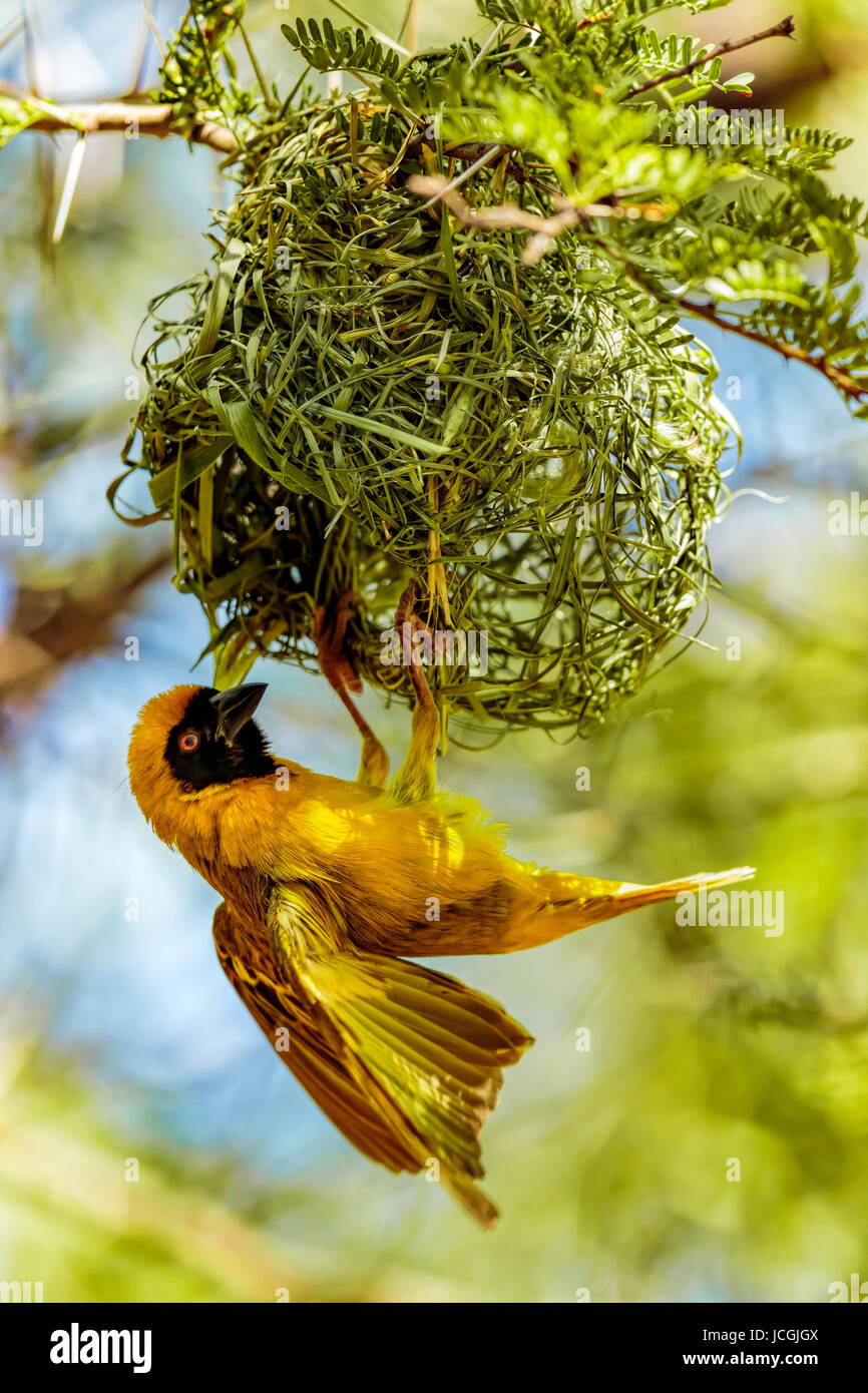 Single male Southern Masked Weaver (Ploceus velatus) fluttering his wings suspended below his nest, Karoo National Park, Western Cape South Africa. Stock Photo