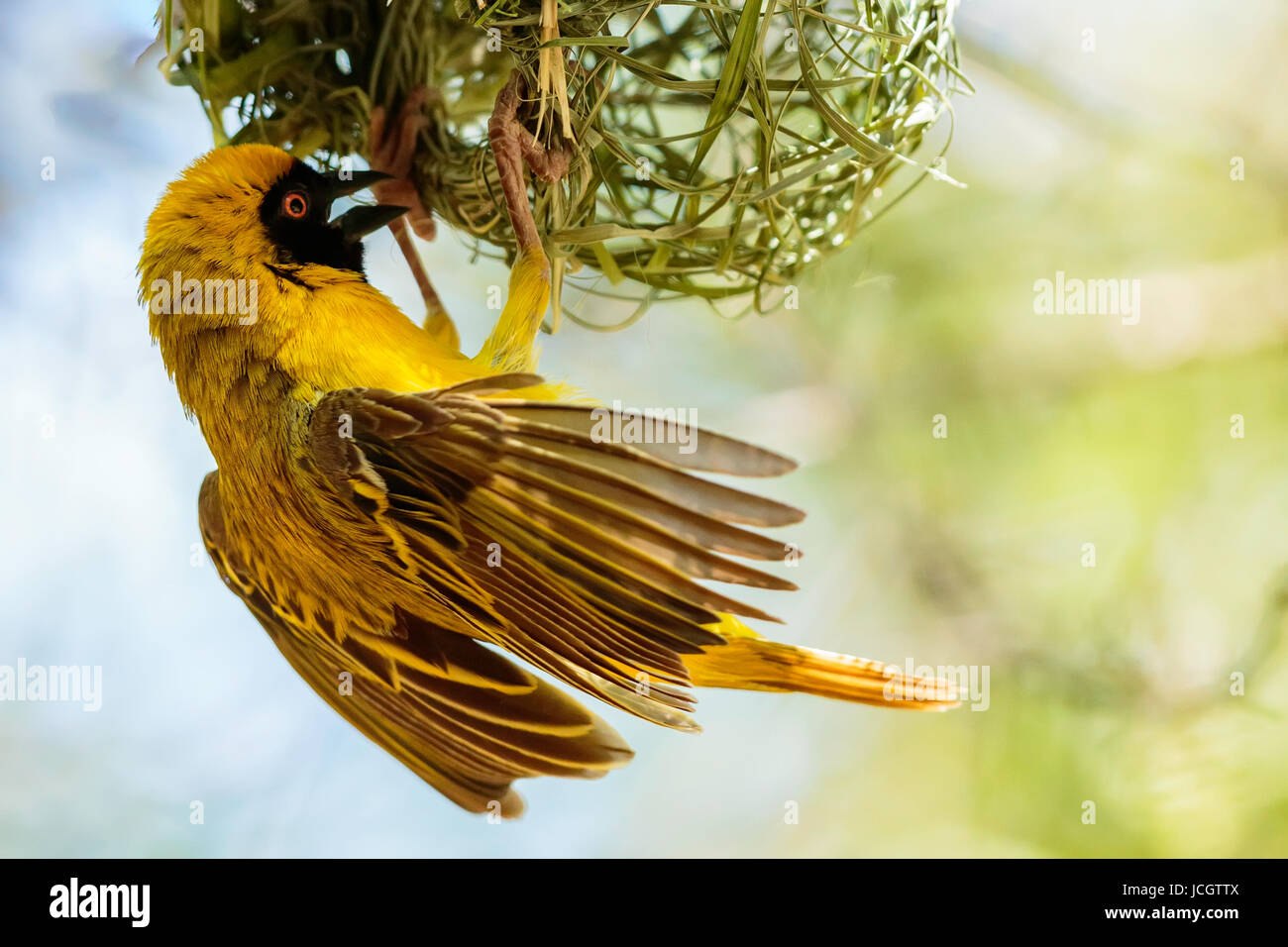 Single Male Southern Masked Weaver (Ploceus velatus) bird constructing his nest, hanging and fluttering his wings, Karoo National Park - South Africa. Stock Photo