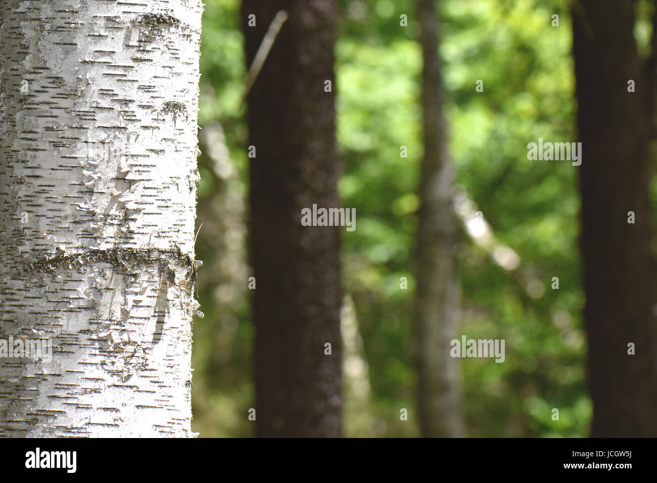 Close up of tree bark Stock Photo Alamy
