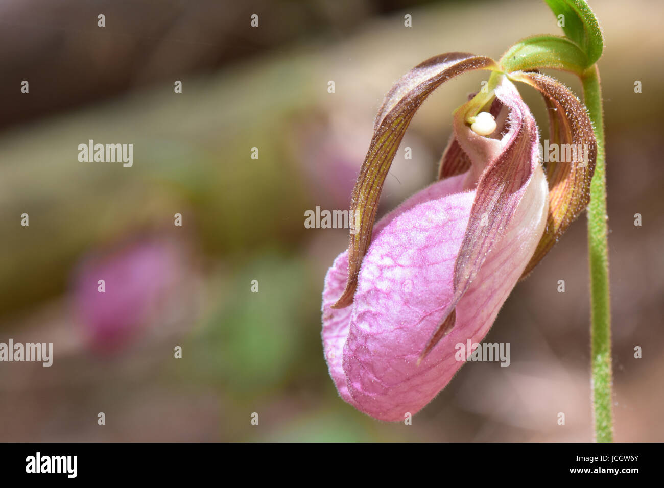 Pink lady slipper in New England forest. Stock Photo