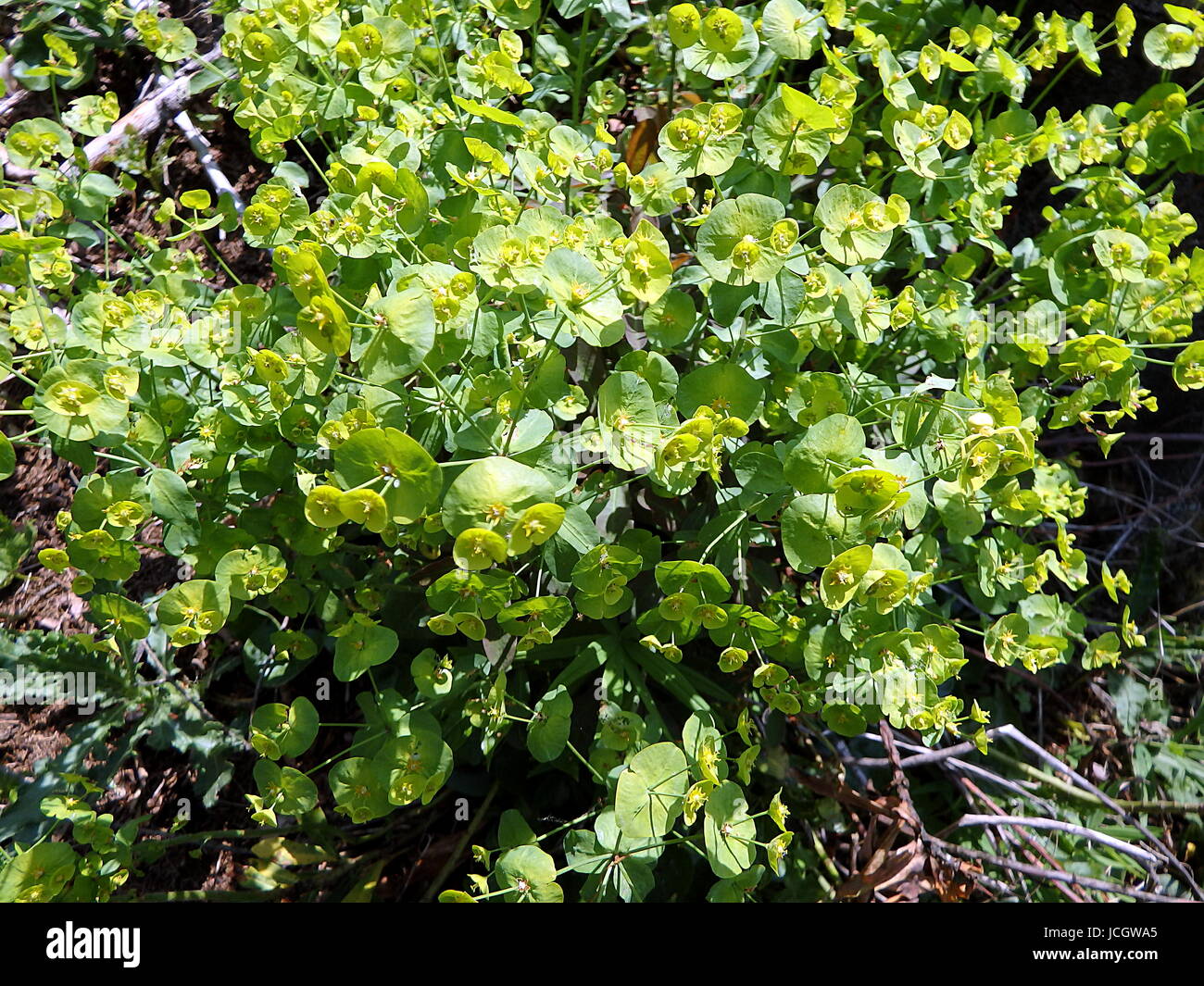 Flowering Green Spurge in spring, (Tithymalus esula), (Euphorbia esula) Stock Photo