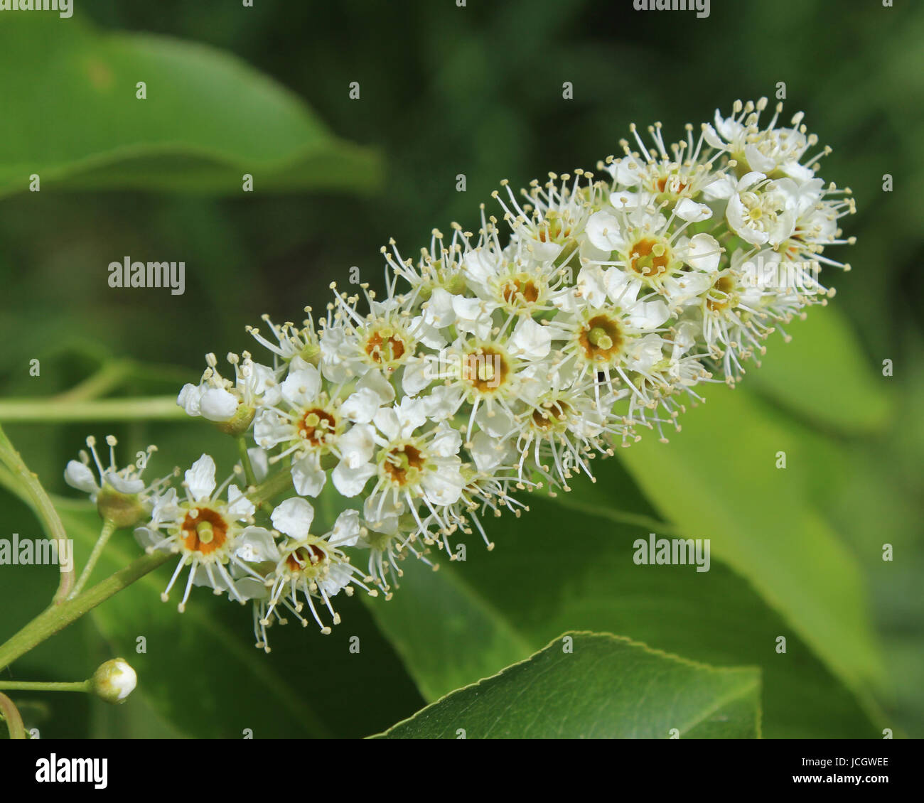 The decorative white flowers of Prunus serotina also known as wild or mountain black cherry. Stock Photo