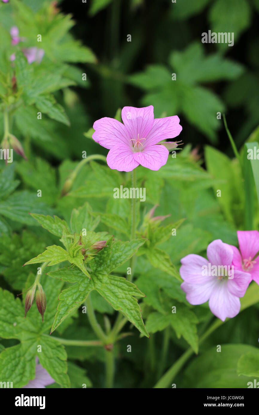 Pink Cranesbill Geranium flowers, Wargrave Pink, Geranium endressi blooming in summer on a natural green leaf background. Stock Photo