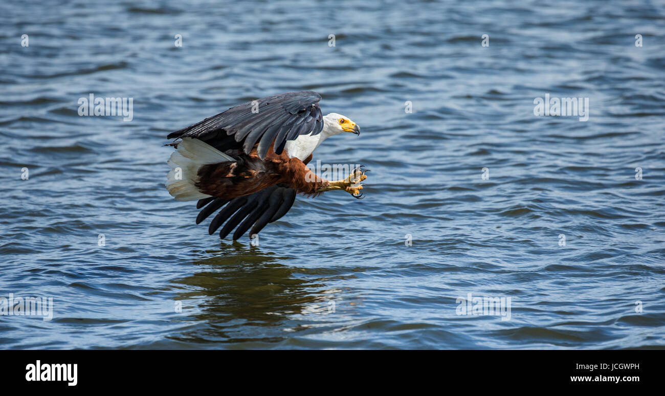 Moment of the African fish eagle's attack on the fish in the water. East Africa. Uganda. Great illustration. Stock Photo