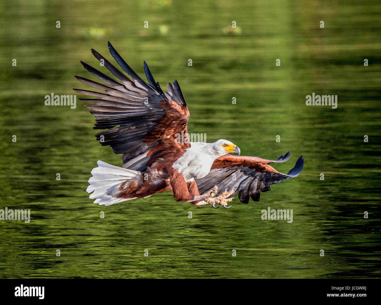 Moment of the African fish eagle's attack on the fish in the water. East Africa. Uganda. Great illustration. Stock Photo