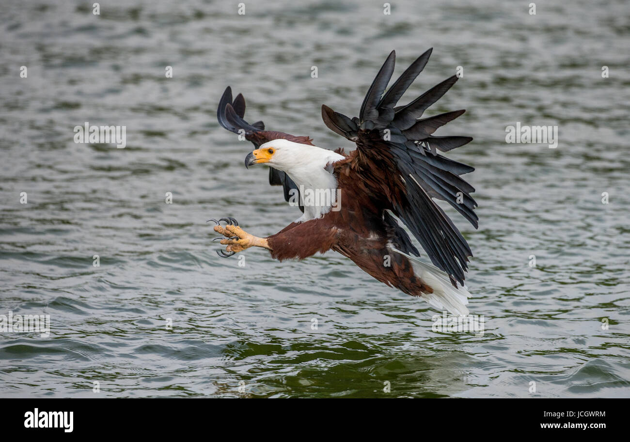 Moment of the African fish eagle's attack on the fish in the water. East Africa. Uganda. Great illustration. Stock Photo