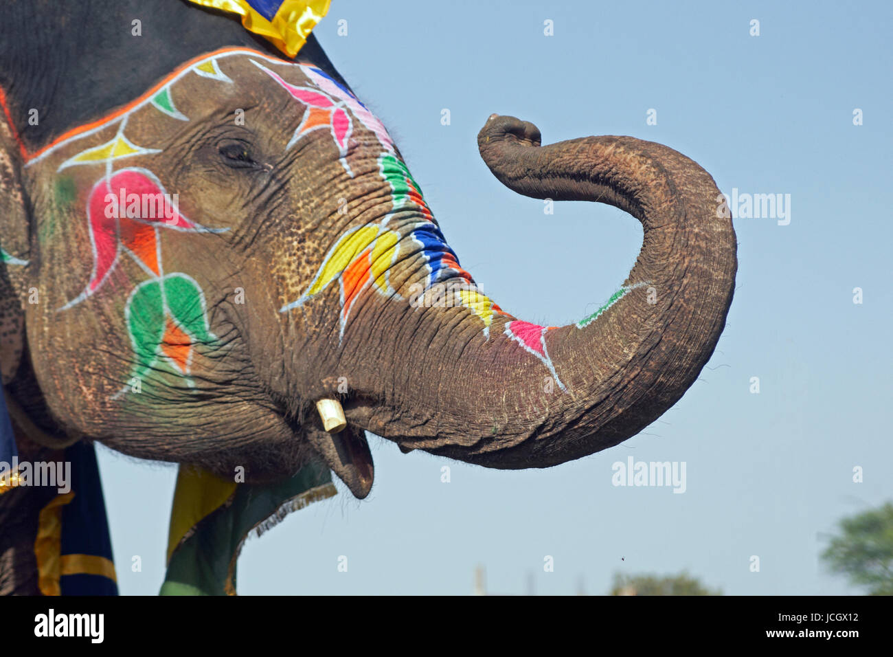 Elephant decorated with art work on its face saluting with its trunk at the annual elephant festival in Jaipur, Rajasthan, India Stock Photo
