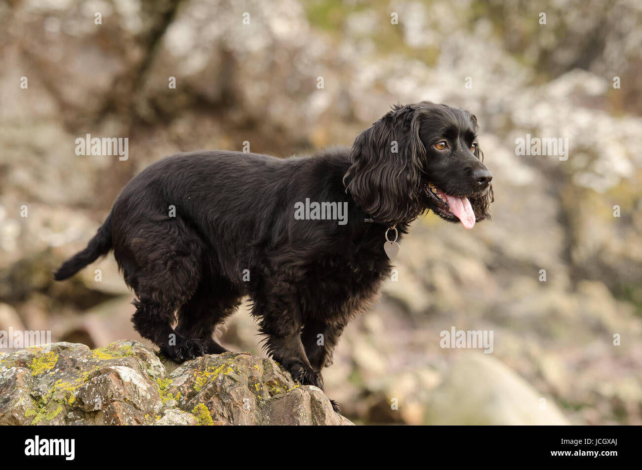english cocker spaniel with tail