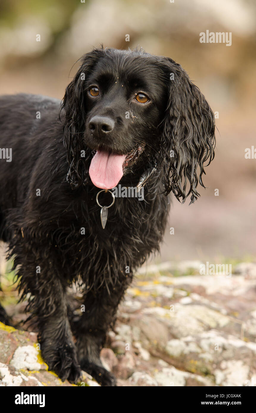Tail docked spaniel hires stock photography and images Alamy