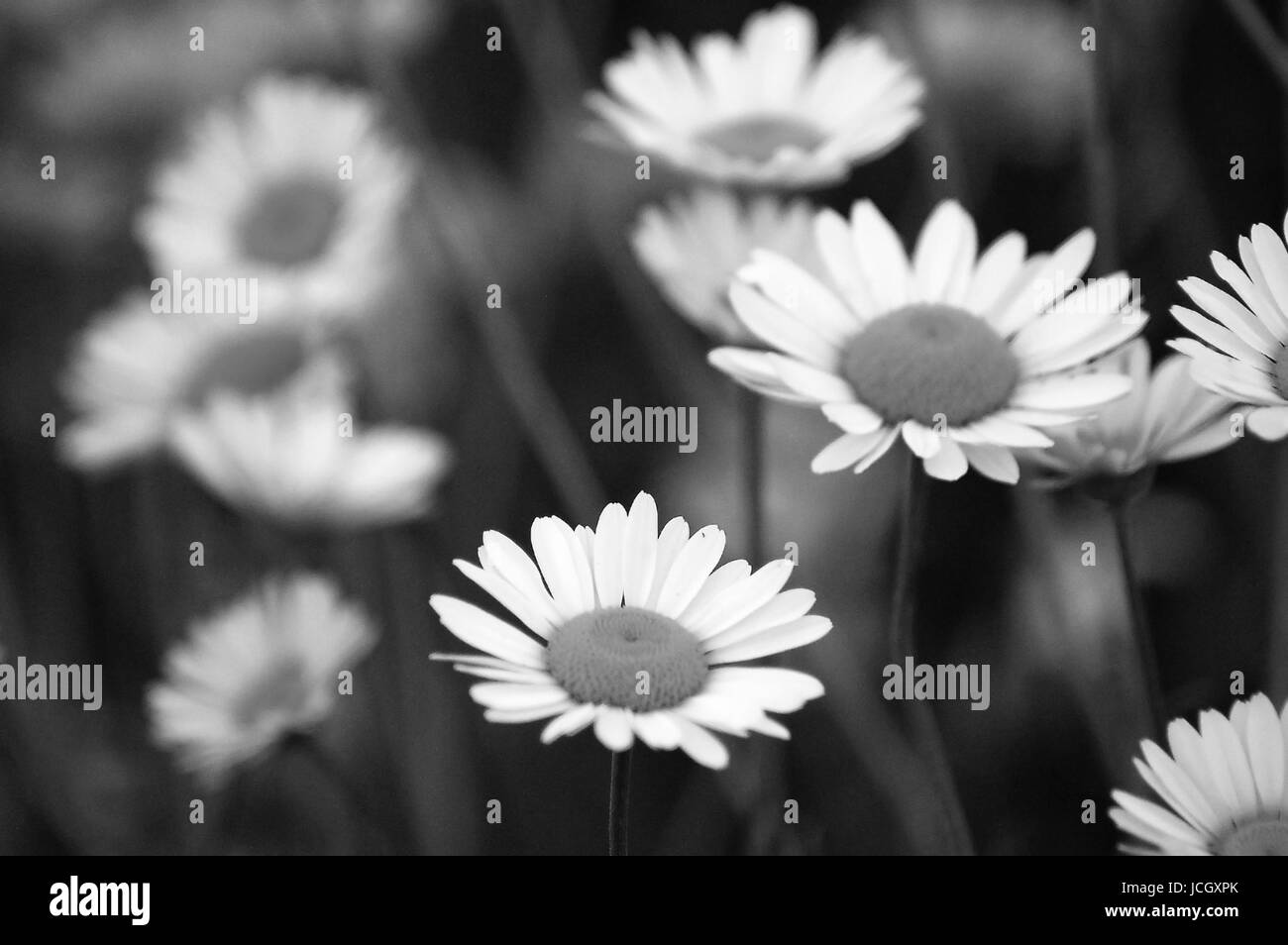 Daisies flowers in garden Black and White Stock Photos & Images - Alamy