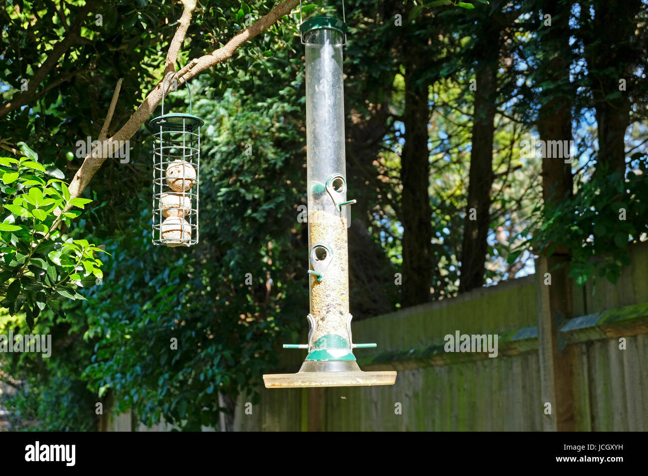 Fat ball feeder and bird seed feeder hanging from tree in British garden in Spring Stock Photo