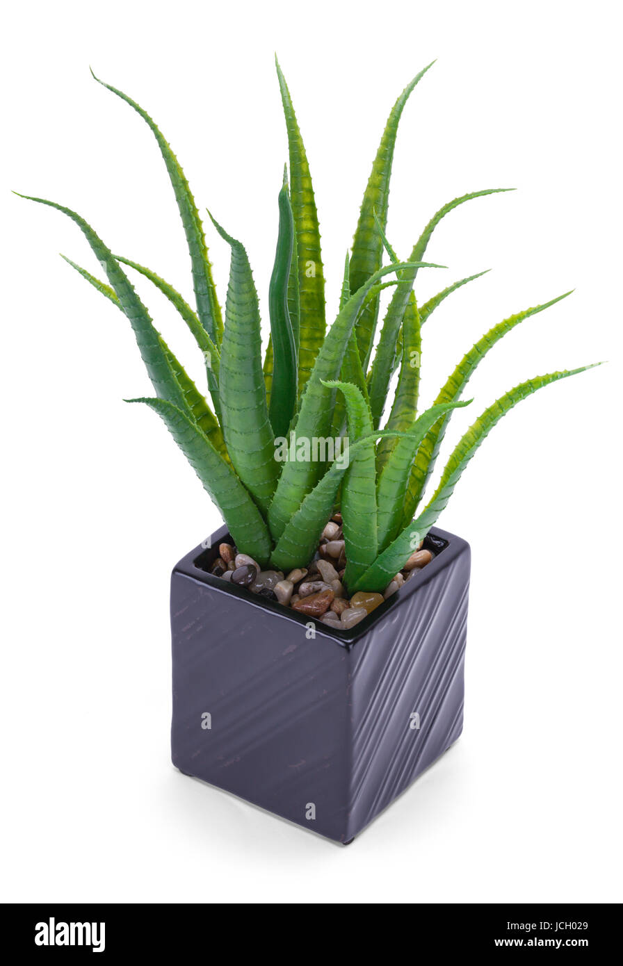 Office Plant in Black Pot Isolated on White Background. Stock Photo