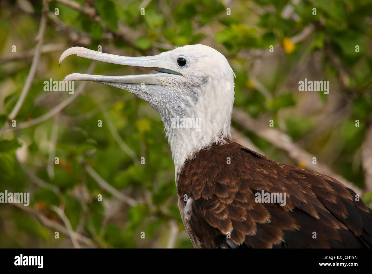 Baby Magnificent Frigatebird (Fregata magnificens) sitting on a tree on North Seymour Island, Galapagos National Park, Ecuador Stock Photo